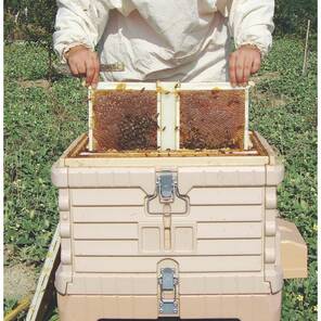 Pratik Ana Arı Çerçevesi (LN-24)