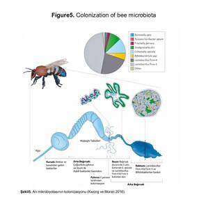 Vetorax Biocontrol Biyolojik Kontrol Tozu, 200 Gr