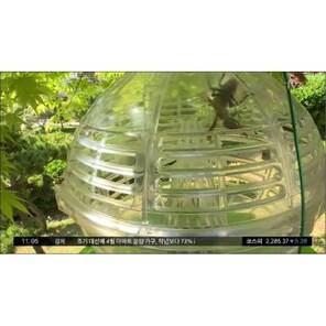 Yasaeng Yaban Arısı Kapanı