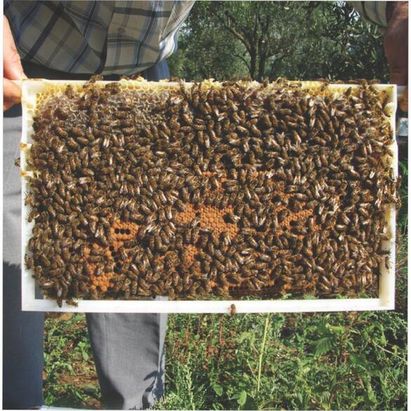 Pratik Çerçeve (LN-22 EU)