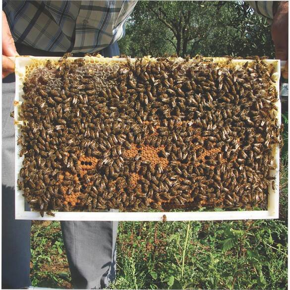 Pratik Çerçeve (LN-24)