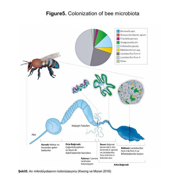 Vetorax Biocontrol Biyolojik Kontrol Tozu, 200 Gr