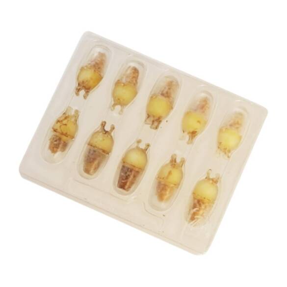 Yasaeng Arı Sütü Kapsül Ambalajı, 10 Adet